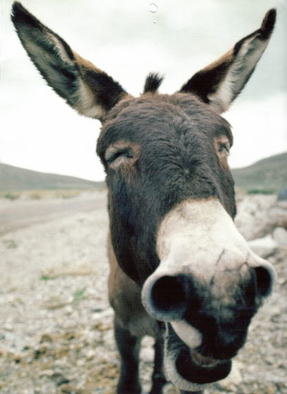 simple donkey