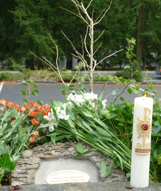 The memorial tree and plaque in honor of T.J. Klocke
