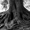 DEEPENING OUR SPIRITUAL ROOTS IN 2012