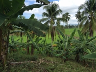 UPDATE!!   Project Beulah Land - Mindanao, Philippines