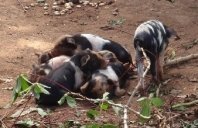 Pig Project - Uganda